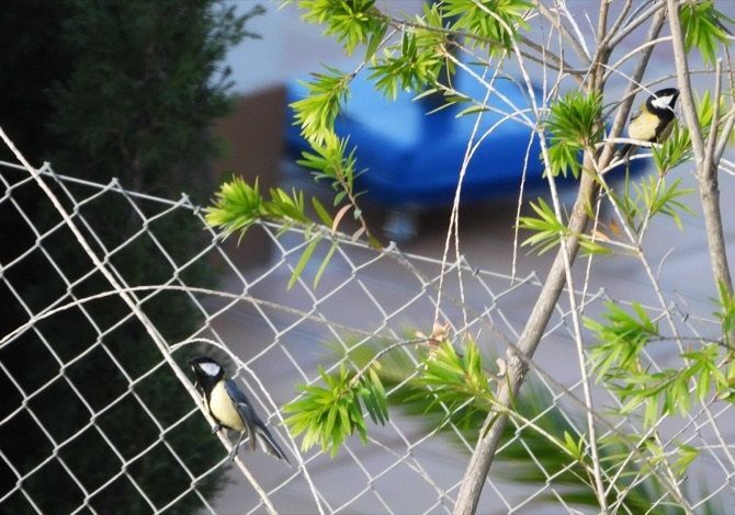 La carbonera es un pájaro que se alimenta, entre otros, de orugas de procesionaria
