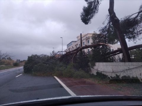 Un árbol caído en la carretera de Les Marines Un árbol caído en la carretera de Les Marines