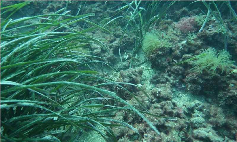 Praderas de posidonia en el t&eacute;rmino de D&eacute;nia