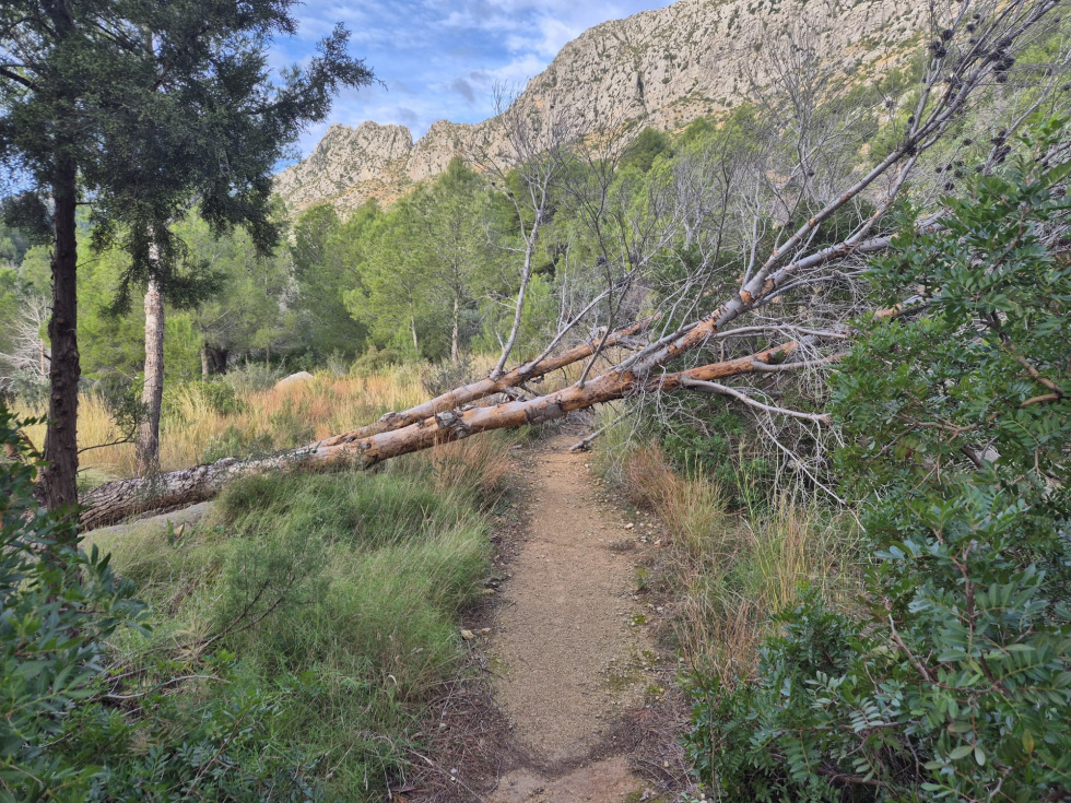 Ondara retira 50 pinos muertos en el Parc de Segària por motivos de seguridad