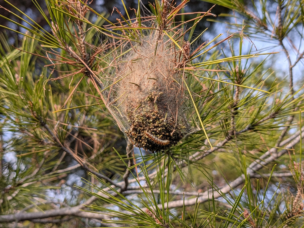 El viento y las lluvias favorecen el aumento de la procesionaria y el riesgo para viandantes y mascotas