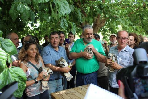 Archivo. Imagen de la presentación de las cuatro primeras águilas pescadoras reintroducidas en la Marjal de Pego Oliva Archivo. Imagen de la presentación de las cuatro primeras águilas pescadoras reintroducidas en la Marjal de Pego Oliva
