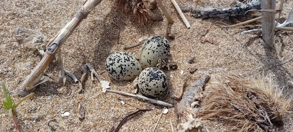 Detectan el primer nido de chorlitejo patinegro de la temporada en las dunas de Els Molins de Dénia