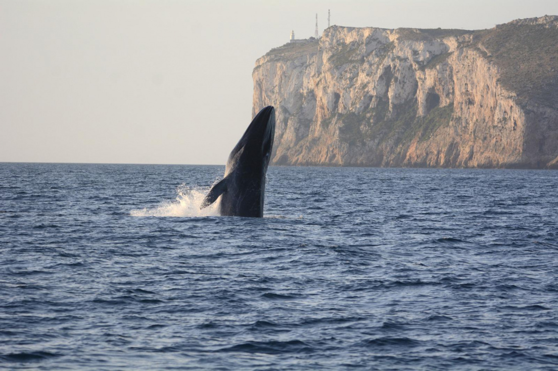 Dénia inicia la temporada alta de avistamiento de ballenas frente a su litoral