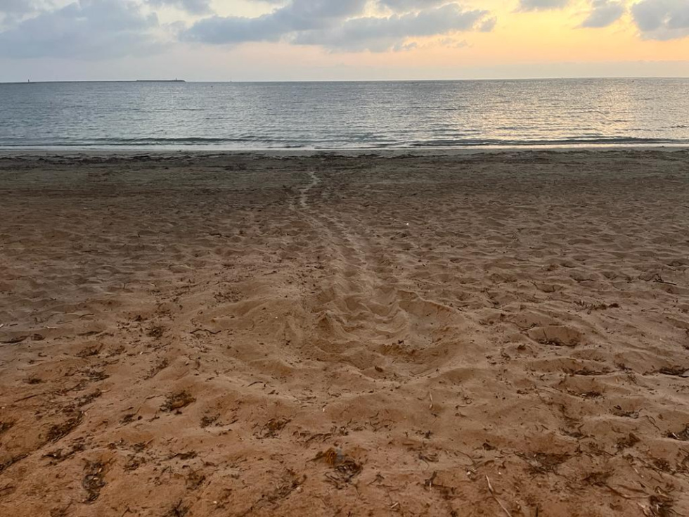 rastro de tortuga en las playas de Dénia