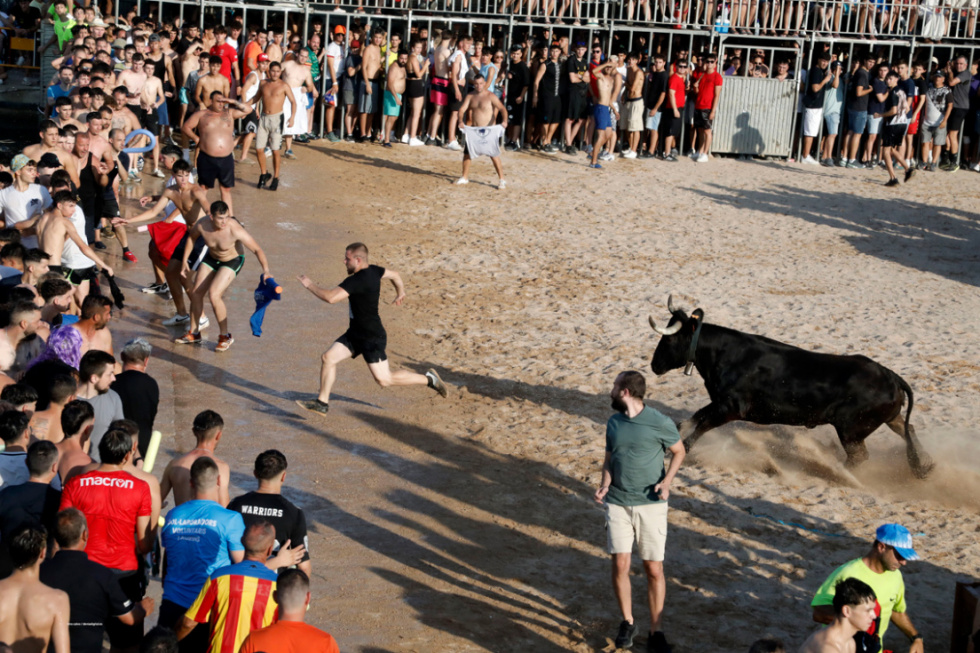 Imagen de la primera jornada de 'Bous a la mar' en la Festa Major de Dénia