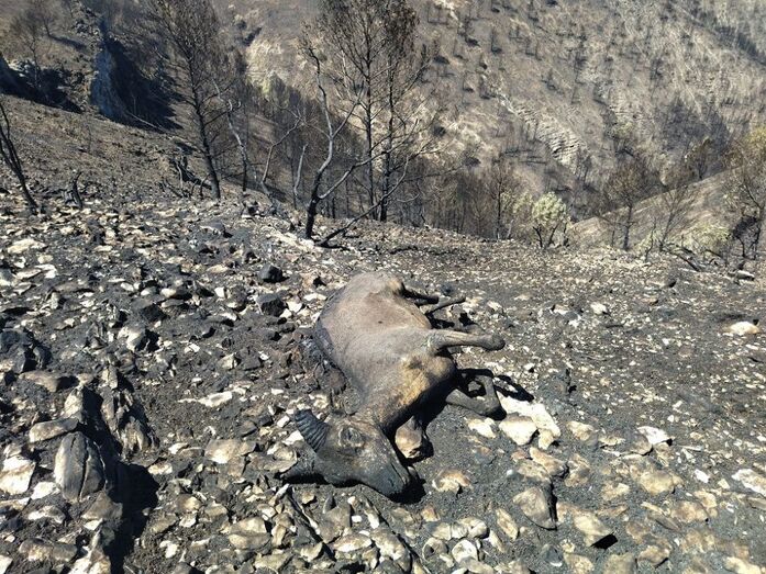 El incendio deja imágenes desoladoras