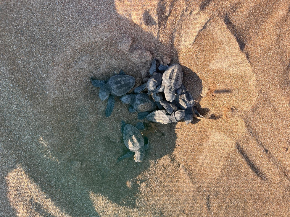 Nacen las primeras tortugas del Campamento Tortuga de Dénia: 48 crías salen del nido