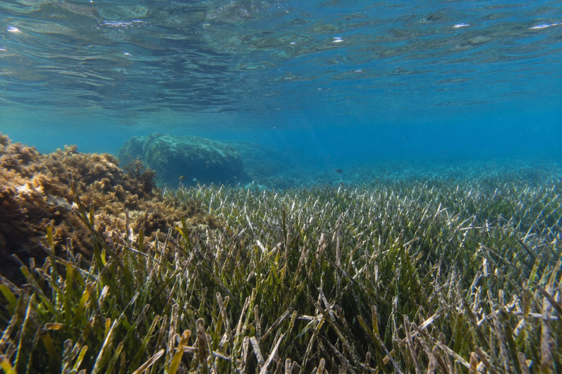 La biodiversidad marina de Dénia no puede gestionarse desde el aislamiento