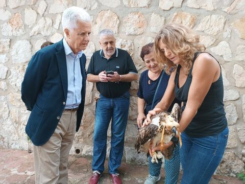 Brisa es la nueva águila pescadora que ha llegado a la Marjal de Pego