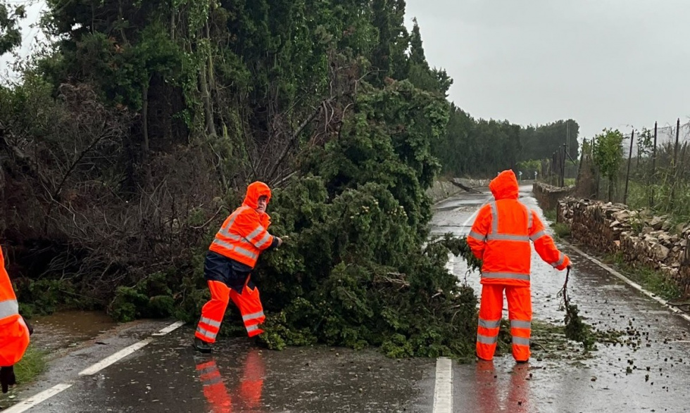 Trabajos de retirada de un &aacute;rbol ca&iacute;do tras las fuertes lluvias en D&eacute;nia.