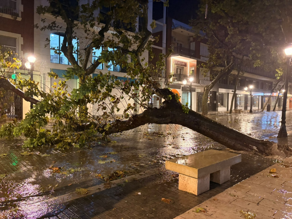 &Aacute;rbol ca&iacute;do durante el episodio de fuertes lluvias y viento registrado en la Marina Alta.