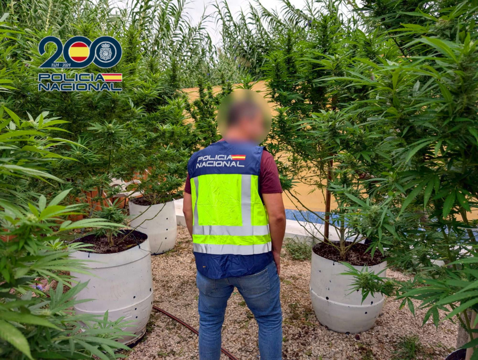 Agente de la Policía Nacional inspecciona las plantas de gran tamaño localizadas en el exterior de la vivienda.